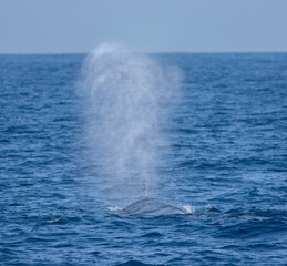 Whale blow hole; spurting water; Blue whale blowing out water; whale spouting water from blow hole; whale blow hole; whale spraying water	