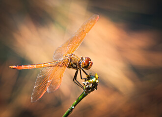 Dragonfly