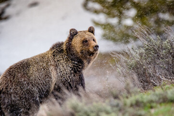 Obraz premium Grizzly on a hill