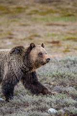 Grizzly in sage brush