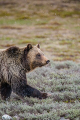 Grizzly in a field