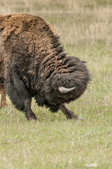  Bison bowing