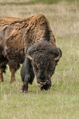 Bison grazing