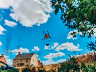 Garden Spider With Prey Hanging on Spider Web