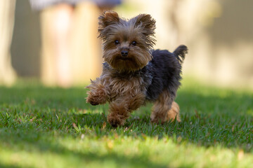 yorkshire terrier on the grass