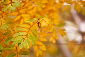 Autumn rowan leaves, beautiful natural bokeh background with space to copy. Autumn leaves of mountain ash are a natural background. Yellow and green foliage. High quality photo