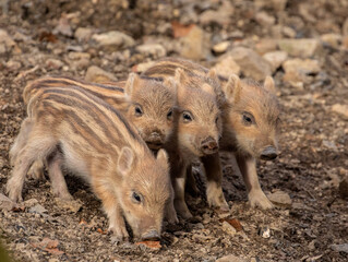 Piglets in the woods; baby pigs; baby wild boar in the woods; wild boar piglets; Wild boar in the woods; Sus scrofa; Majestic wild mammal walking in the woods; Wildgehege, Moritzburg, Germany	
