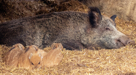 Suckling piglets with sow; Piglets in the woods; baby pigs; baby wild boar in the woods; wild boar piglets; Sus scrofa; Majestic wild mammal walking in the woods; Wildgehege, Moritzburg, Germany	
