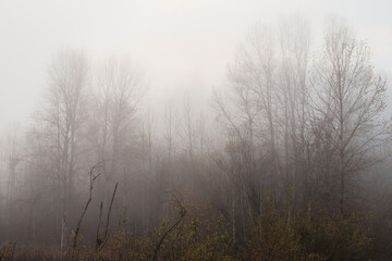 Fototapeta na wymiar Fog in Forest with Tree Silhouettes in Autumn