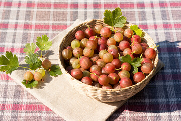 Freshly picked berries of ripe garden gooseberries in a wicker bowl.
