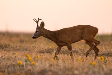 A beautiful roe deer in the field	