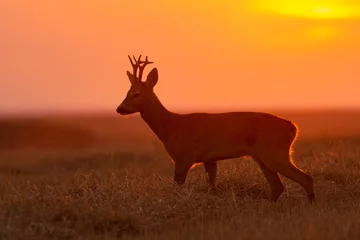 Foto auf Leinwand Silhouette of a roe deer at sunset © predrag1