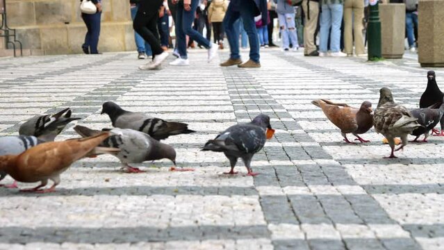 Pigeons in the square of a city in Prague. Bird flu and spread of infection in the city. Close up of many gray city pigeons, wild pigeons. The large number of common birds that feed on breadcrumbs on