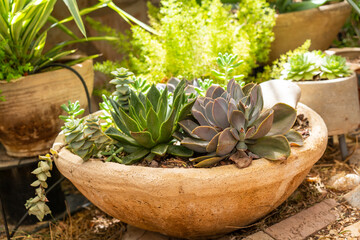 Potted Succulent Plants On A Flower Pots On A Sunny Garden.