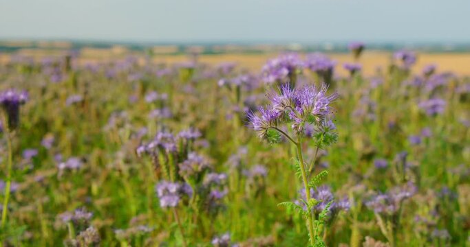 Blue purple inflorescenses. Nature wild violet blooming plants. Enjoying violet flower field. Rural agriculture landscape. Close-up. Go everywhere. Relax meditative view.