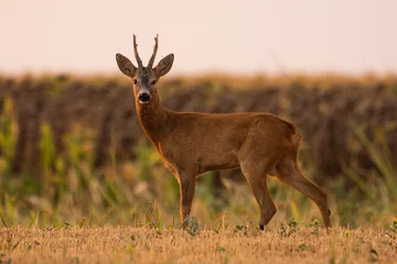 Deurstickers A beautiful roe deer in the field  © predrag1