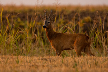 A beautiful roe deer in the field	