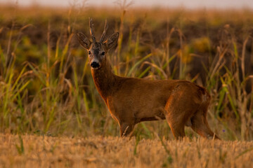 A beautiful roe deer in the field	