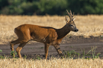 A beautiful roe deer in the field	