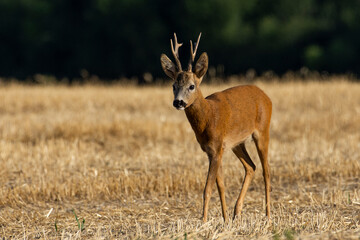 Naklejka na ściany i meble A beautiful roe deer in the field 