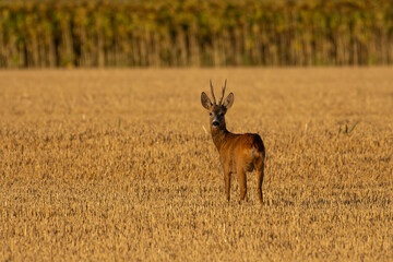 A beautiful roe deer in the field	