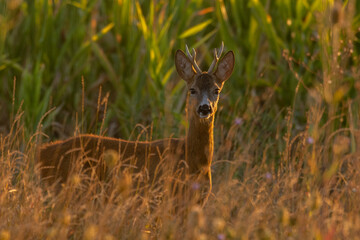 A beautiful roe deer in the field	