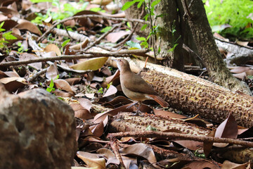 Photograph of a Rufous hornero found in Porto Alegre, Rio Grande do Sul, Brazil.