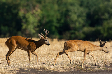 A beautiful roe deer in the field	