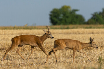 A beautiful roe deer in the field	