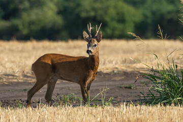 A beautiful roe deer in the field	