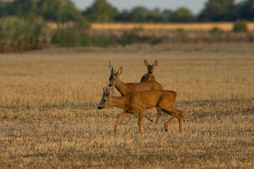 A beautiful roe deer in the field	