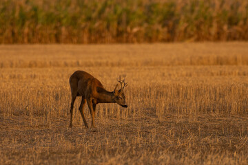 A beautiful roe deer in the field	