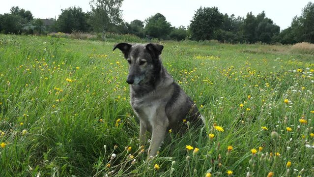 The dog walks in the meadow grasses.
It reacts to the smells of flowering plants and sounds emitted by insects.
