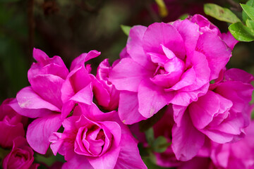 Photography of beautiful plants in the garden.	