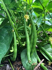 Obraz premium French Beans ready to harvest in a garden, United Kingdom