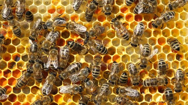Flower pollen, nectar and honey in comb. The bees bring nectar to the hive and fill the honeycomb with it`.