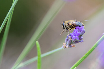 Abeille sauvage butine fleur