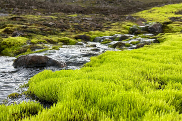 Green moss on the edge of a mountain stream in Iceland.