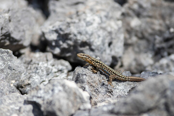 Lézard des murailles au soleil