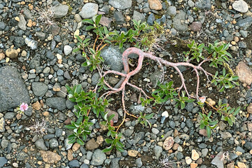 A rooting bush in harsh conditions in Iceland.