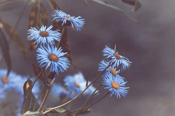 Dark flowers in bloom