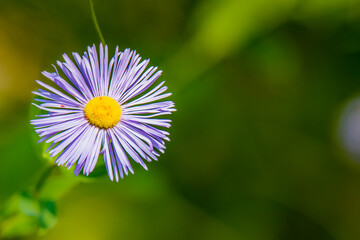 Obraz premium Single flower in bloom