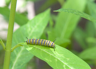 Second instar monarch butterfly caterpillar on green milkweed leafm many green leaves in background.