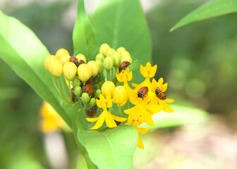 ladybugs on yellow milkweed flowers, generally considered useful insects, because many species prey...