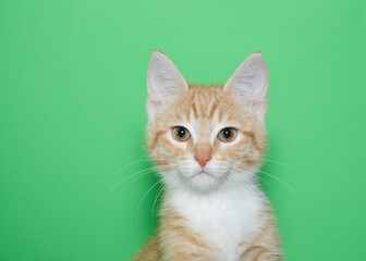Fototapeta na wymiar Portrait of an orange and white tabby kitten looking directly at viewer with skeptical expression. Green background with copy space.