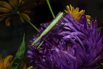 Mantis religiosa