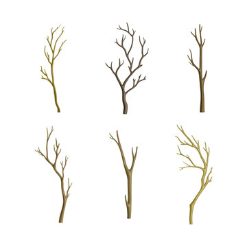 Bare Tree Branch or Twigs with Naked Stem and Snag Vector Set