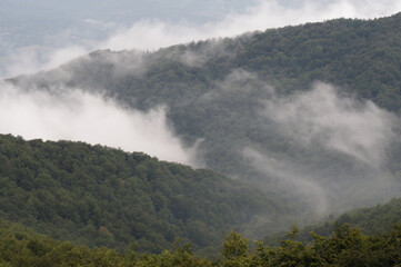 Mgliste lasy w górach Bieszczady.