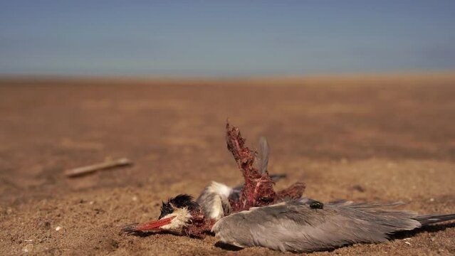Flies on a dead Common Tern (Sterna hirundo) lying in the sand on the beach
