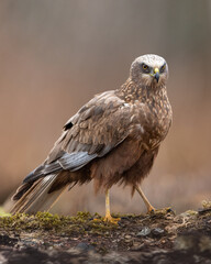 Marsh harrier in the forest scenery
